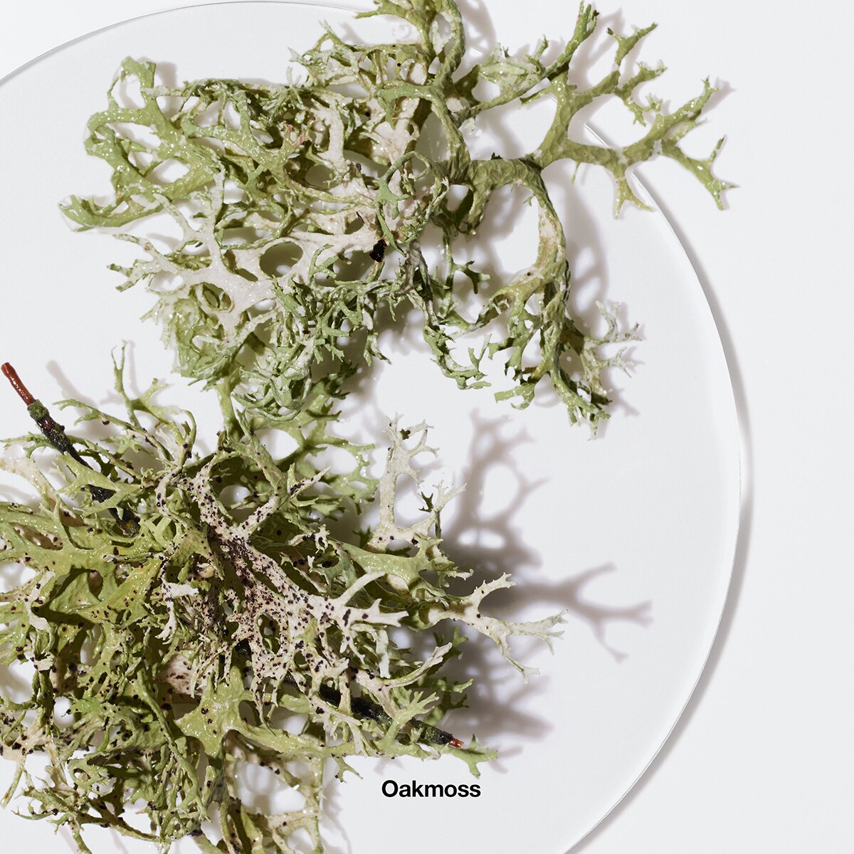 Clinique Calyx™ Perfume Cheap ???? Clinique Calyx™ Perfume ???? -Elizabeth Arden - shop unnamed file 513