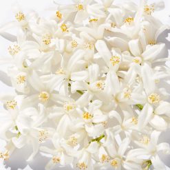 Cheapest ⭐ Perfume Clinique My Happy Baby Bouquet ???? 10 Cheapest ⭐ Perfume Clinique My Happy Baby Bouquet ???? -Elizabeth Arden - shop unnamed file 516