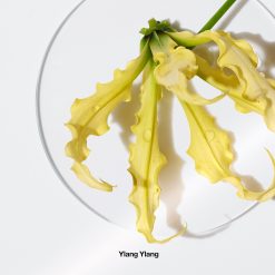 New ???? Perfume Clinique Aromatics Elixir™ Eau De Parfum ✨ 7 New ???? Perfume Clinique Aromatics Elixir™ Eau De Parfum ✨ -Elizabeth Arden - shop unnamed file 540