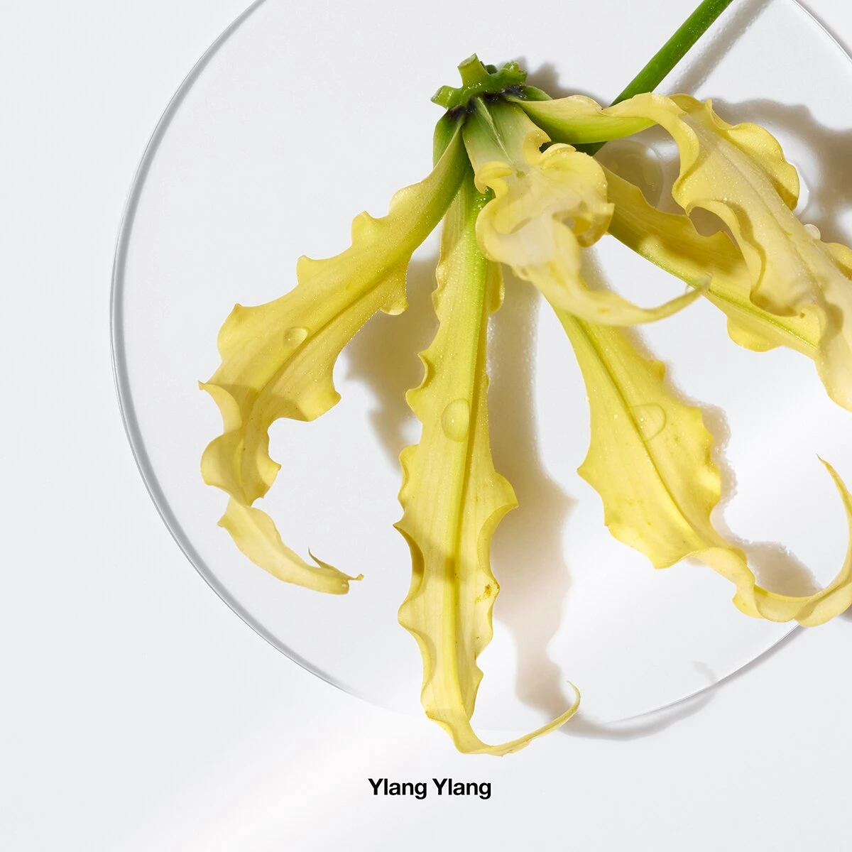 New 🥰 Perfume Clinique Aromatics Elixir™ Eau De Parfum ✨ 8 New 🥰 Perfume Clinique Aromatics Elixir™ Eau De Parfum ✨ - Image 8